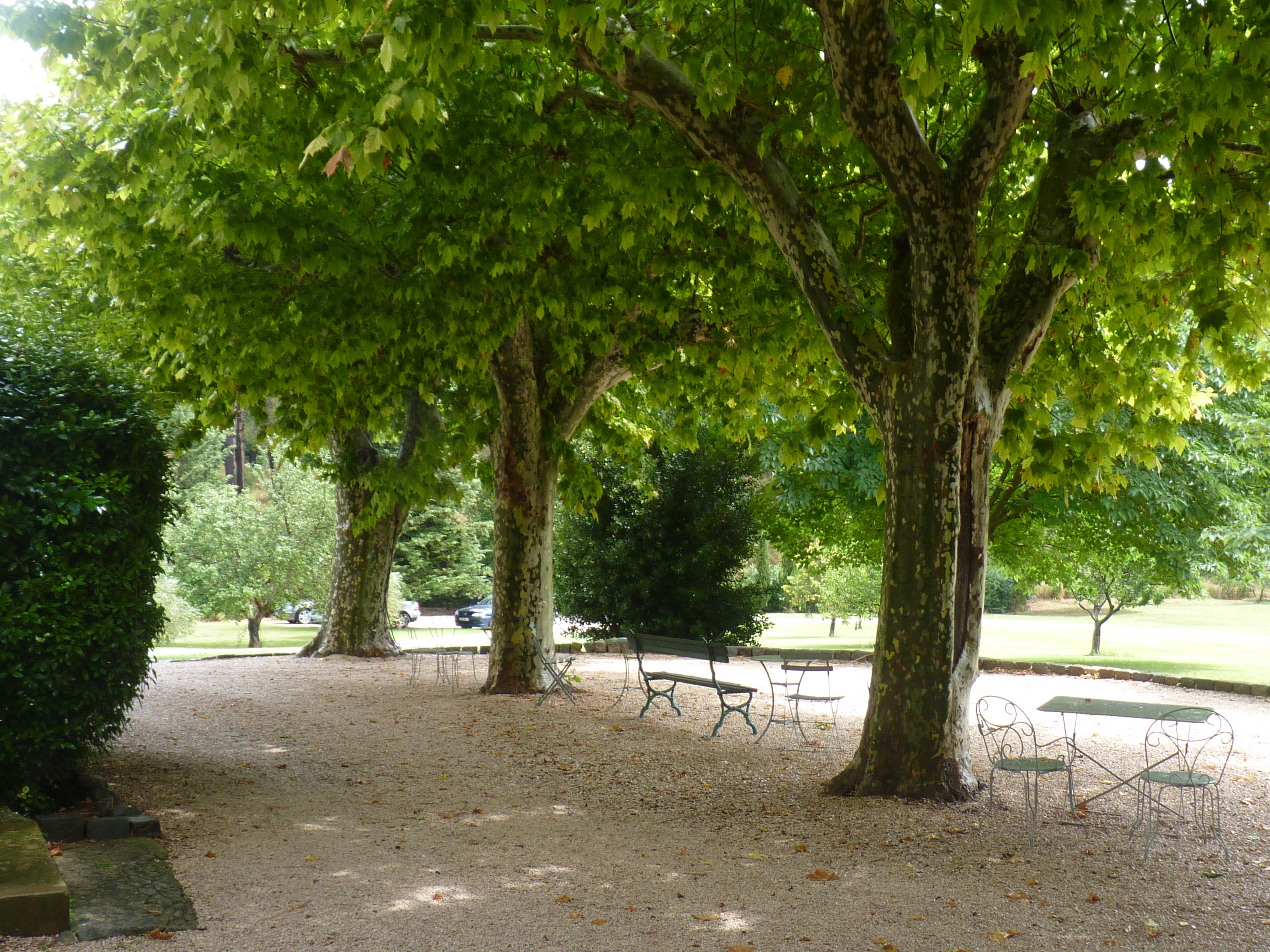 A l'ombre des platanes.